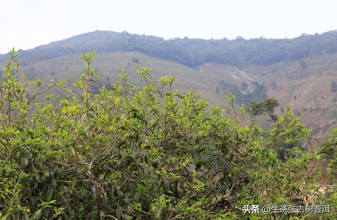 如何选购一款好的普洱茶,如何挑选普洱茶品质