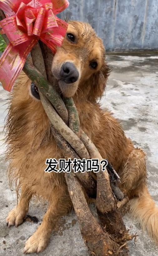 网红金毛coco到底是得了什么病,金毛coco离世原视频