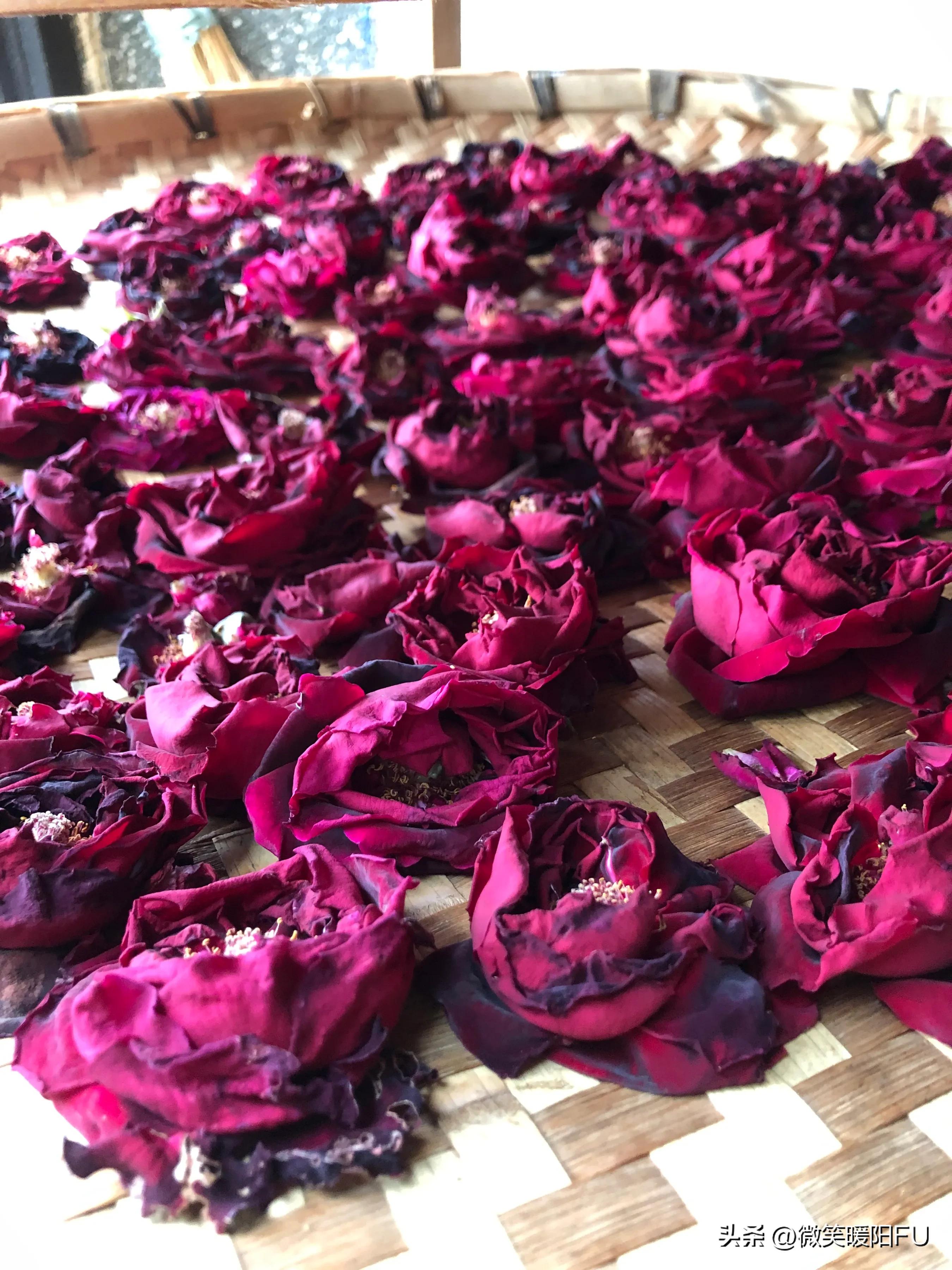 品尝墨红玫瑰,娇艳动人免费阅读