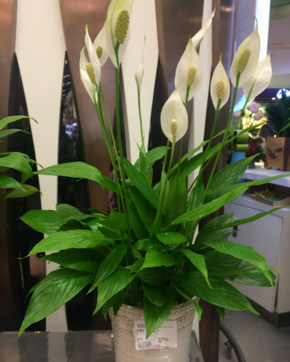 家里的花别瞎养5种招财开运花,室内放什么花转运