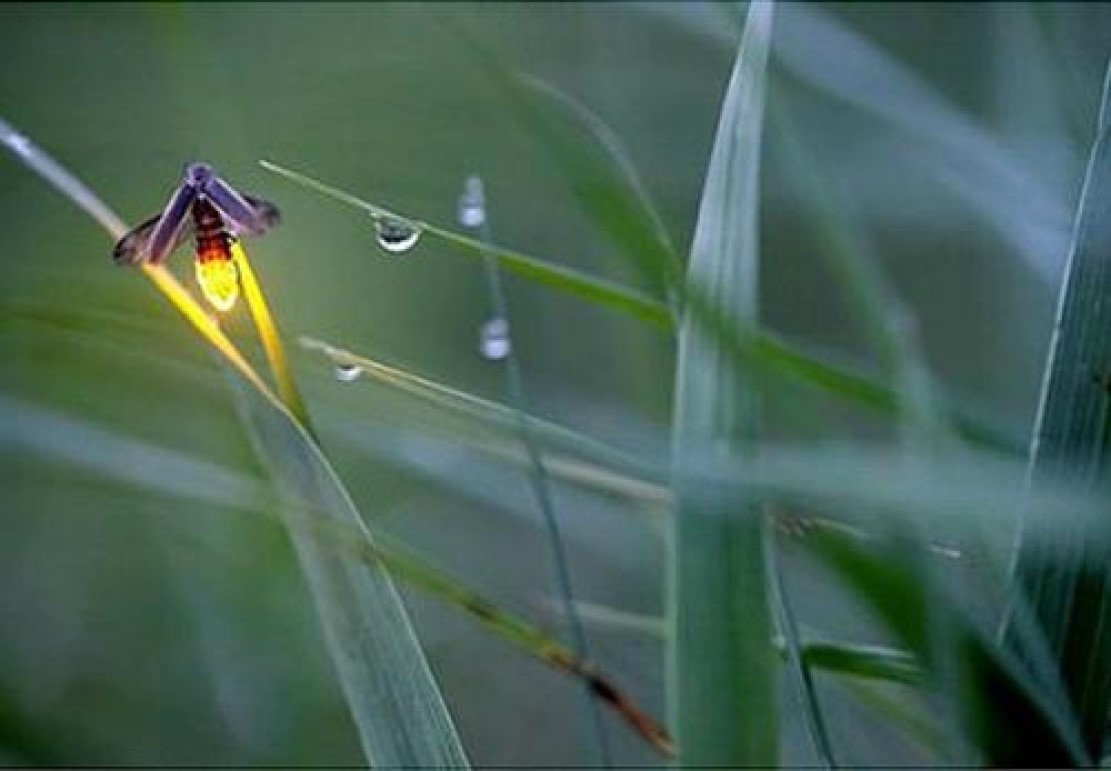 萤火虫靠什么发光是呼吸作用吗,为什么萤火虫会发射光