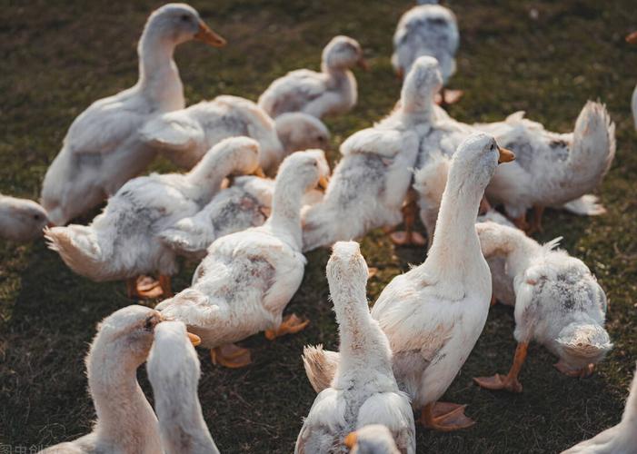 鸭子脚软拉白屎是什么原因,鸭子摇头晃脑还能治好吗