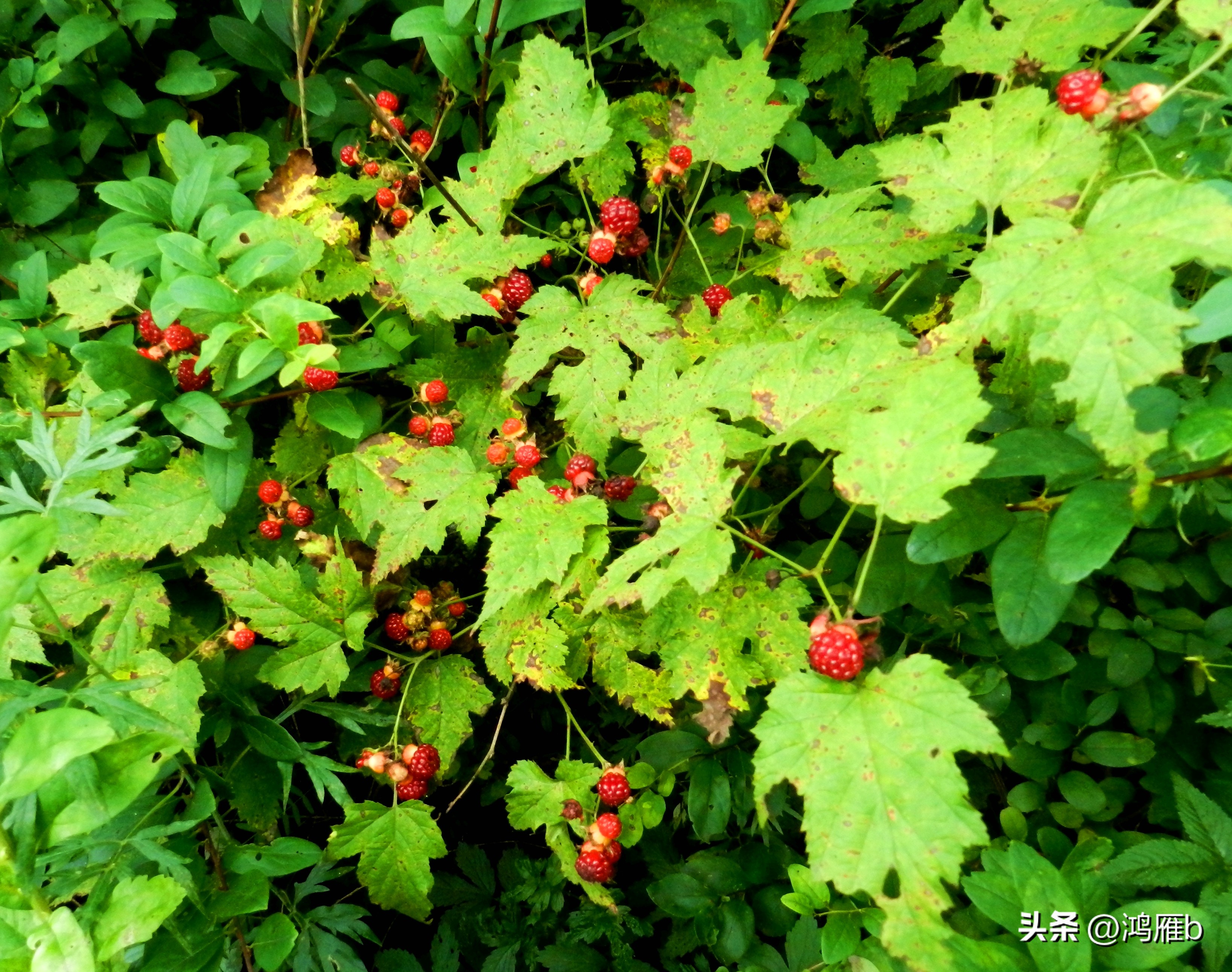 又到了吃薄荷的季节,又到了吃藕梢子的季节
