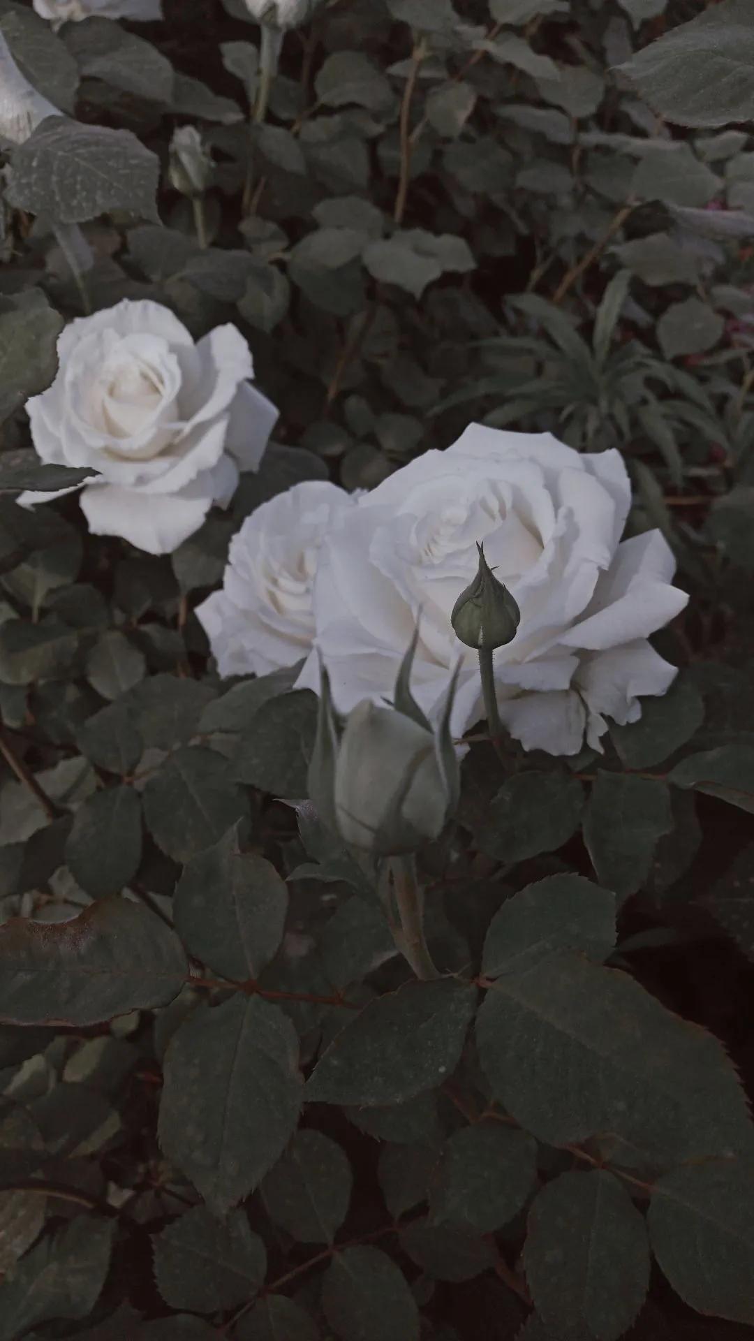 长安遗憾的句子,长安故里的唯美句子