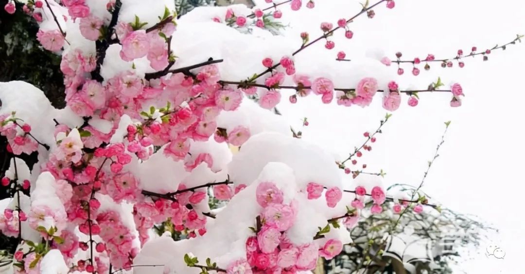 2022年，绿汀文学社《天天诗刊》第24期