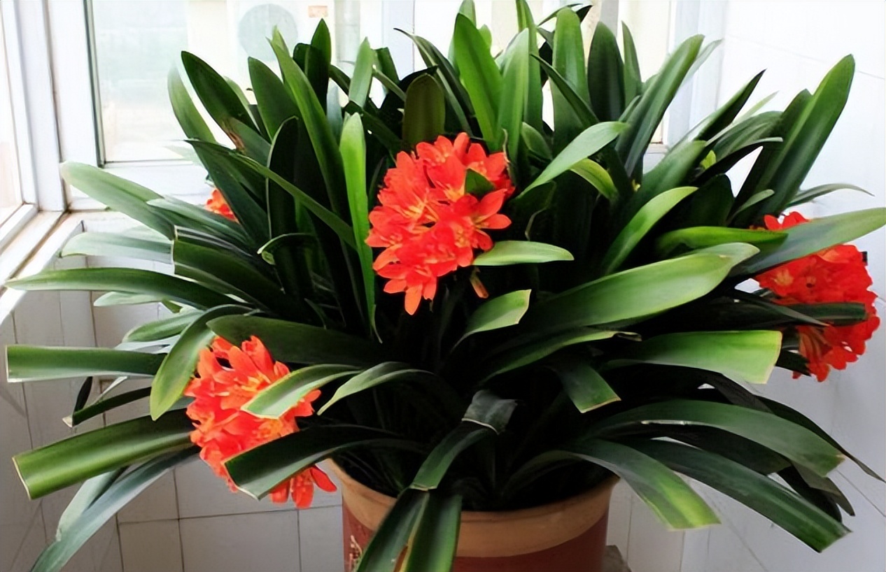 酸性水浇花改善土壤板结,用什么水浇花土壤不会板结