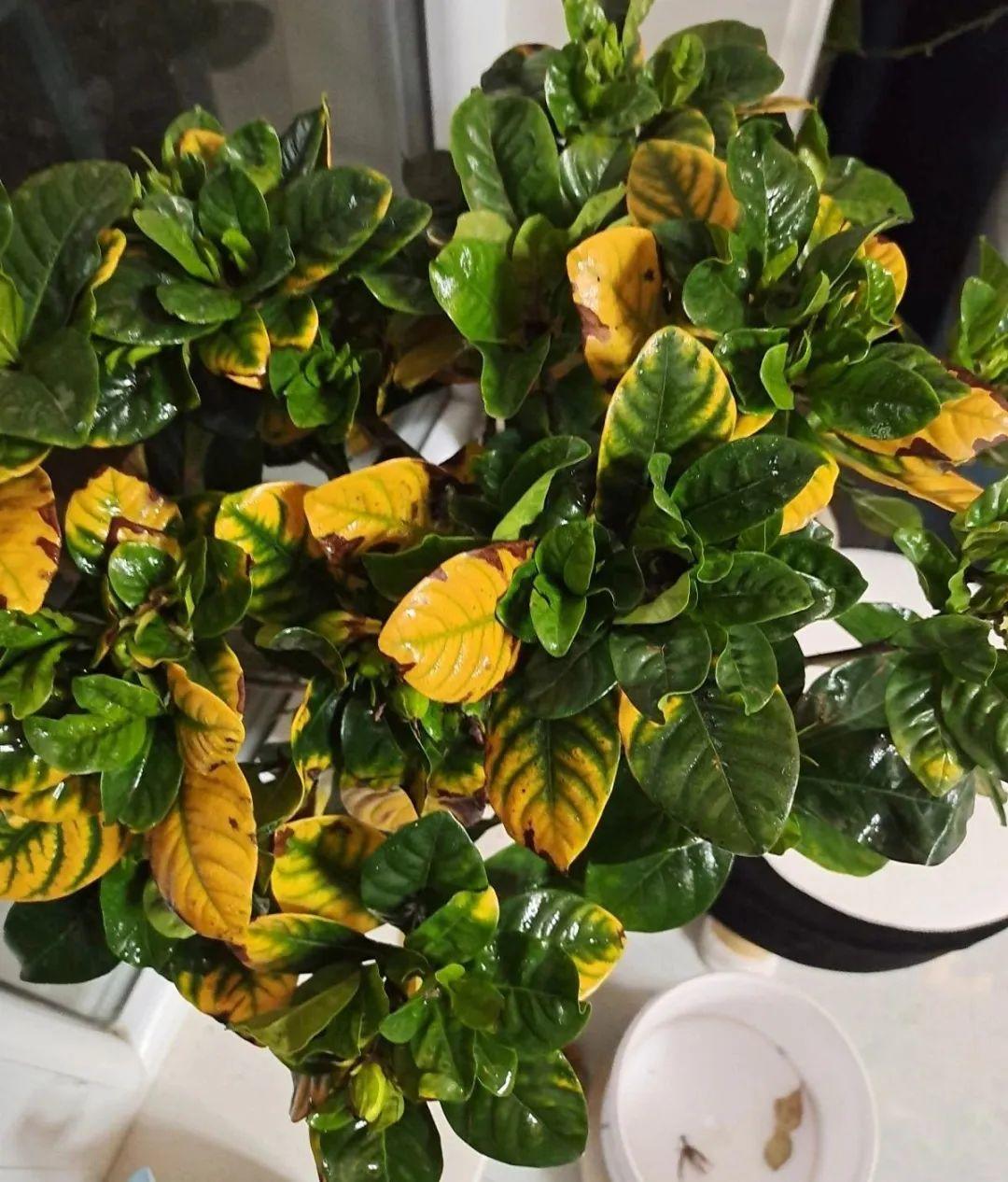 水培栀子花叶子发黑出油,怎样养好栀子花盆栽视频