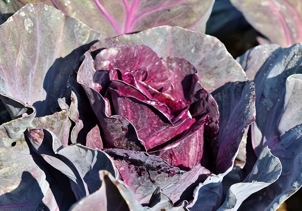 大白菜乳酸菌发酵,白甘蓝与紫甘蓝