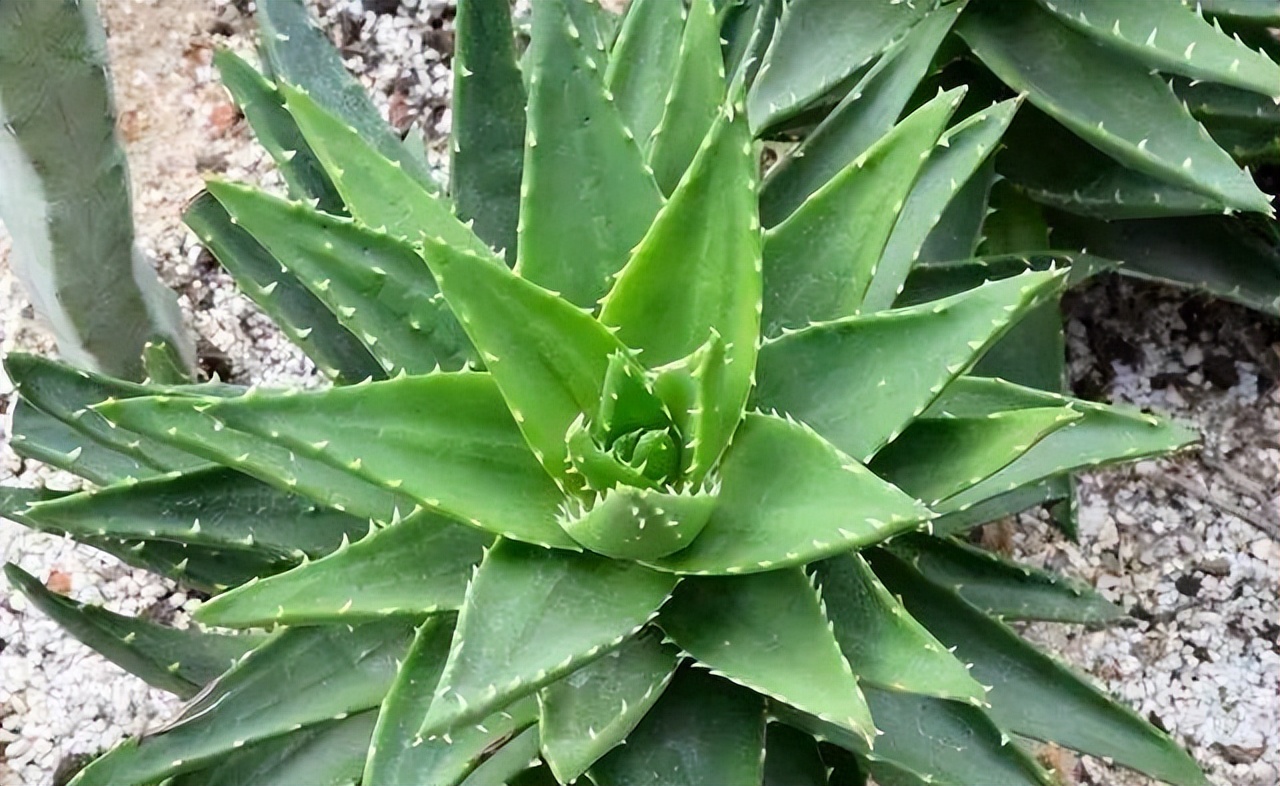 潮汕风水故事虱母仙,潮汕虱母仙