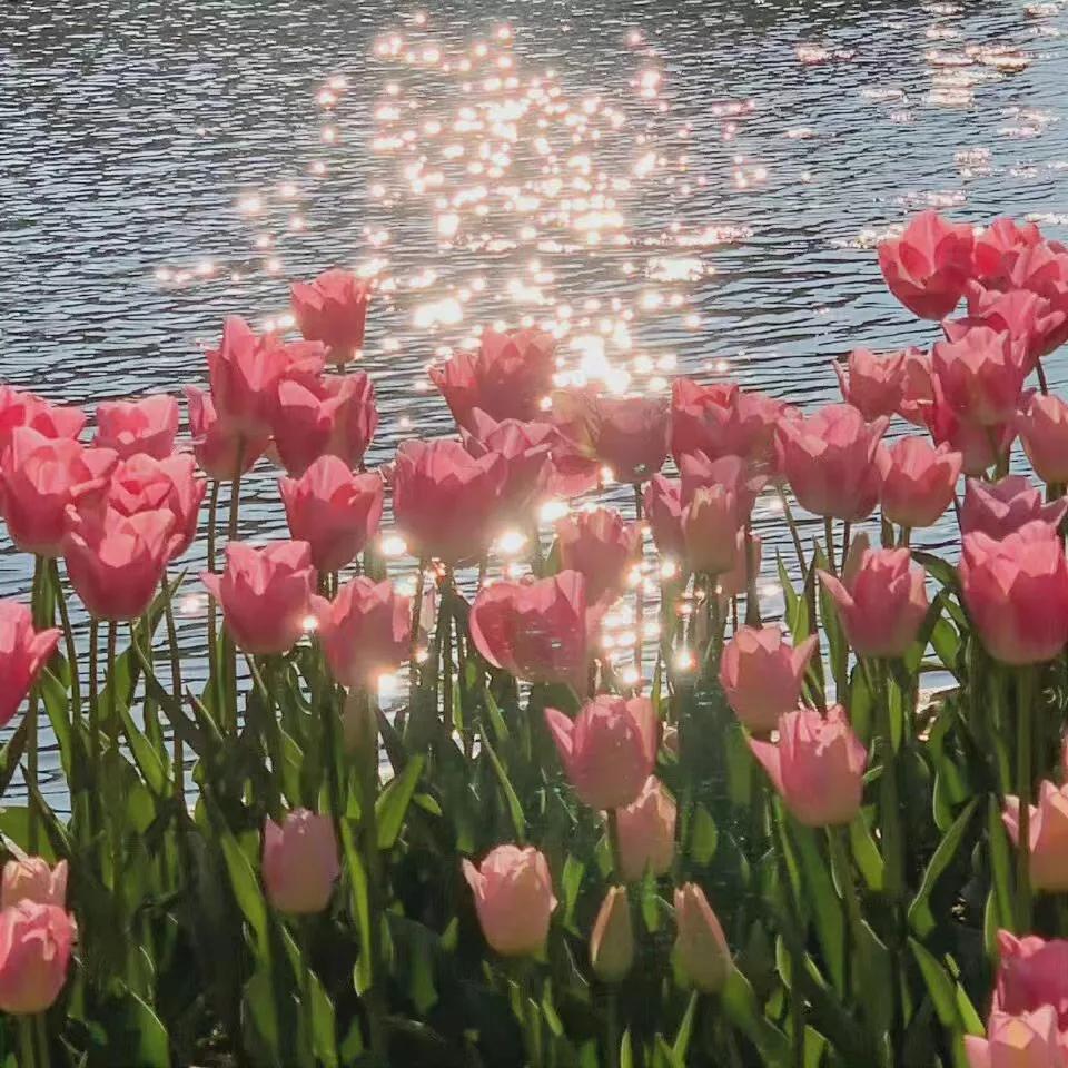 黑色背景郁金香高清图片,粉色郁金香背景视频