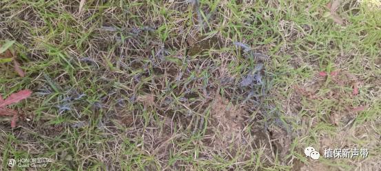 草坪通常要进行哪些养护管理项目,草坪要打理吗