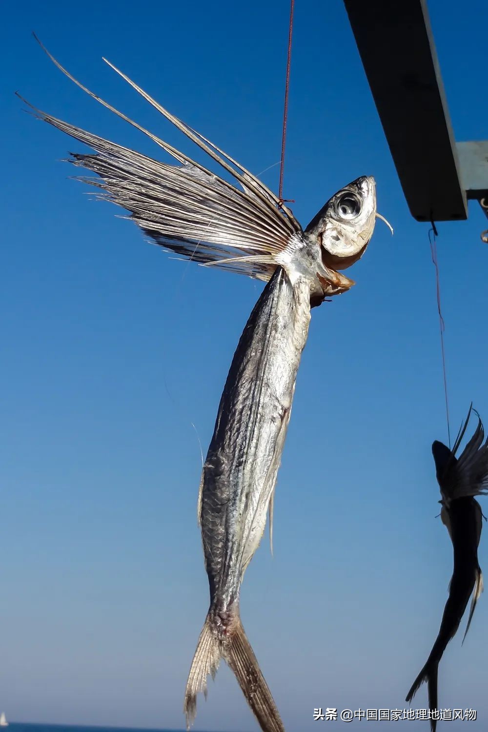 咸鱼最火地图,闲鱼攻略图