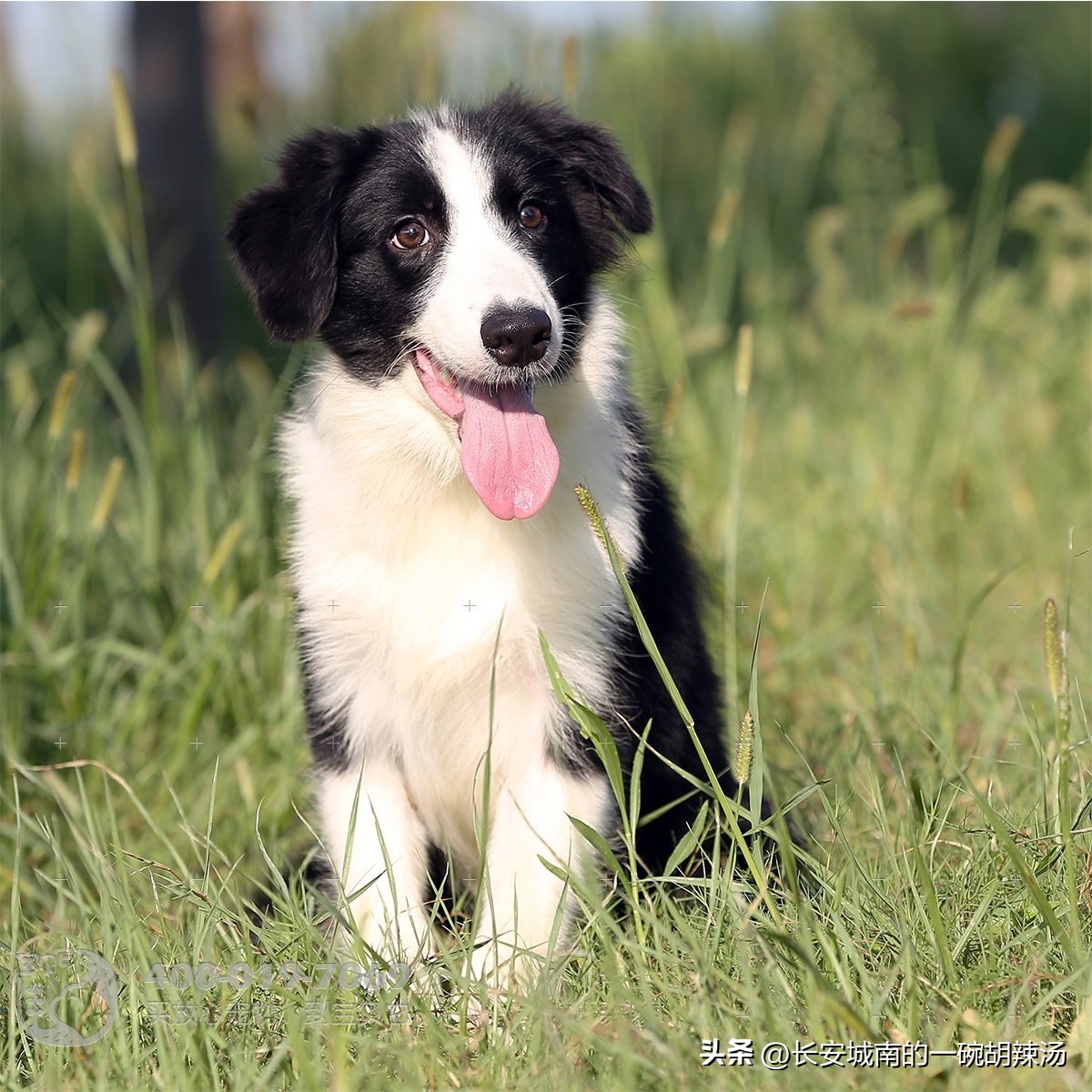 100种名犬价格,世界名犬排名前100图巴哥犬