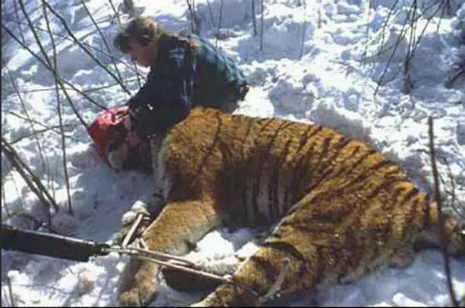 老虎和棕熊同等体重谁厉害,同等体型体重的老虎和狮子谁厉害