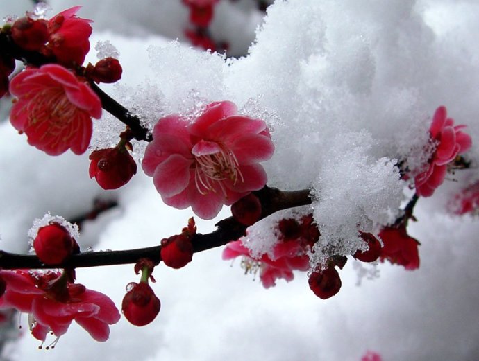 适合春季赏花的花,视觉盛宴五种赏花名花供您选择