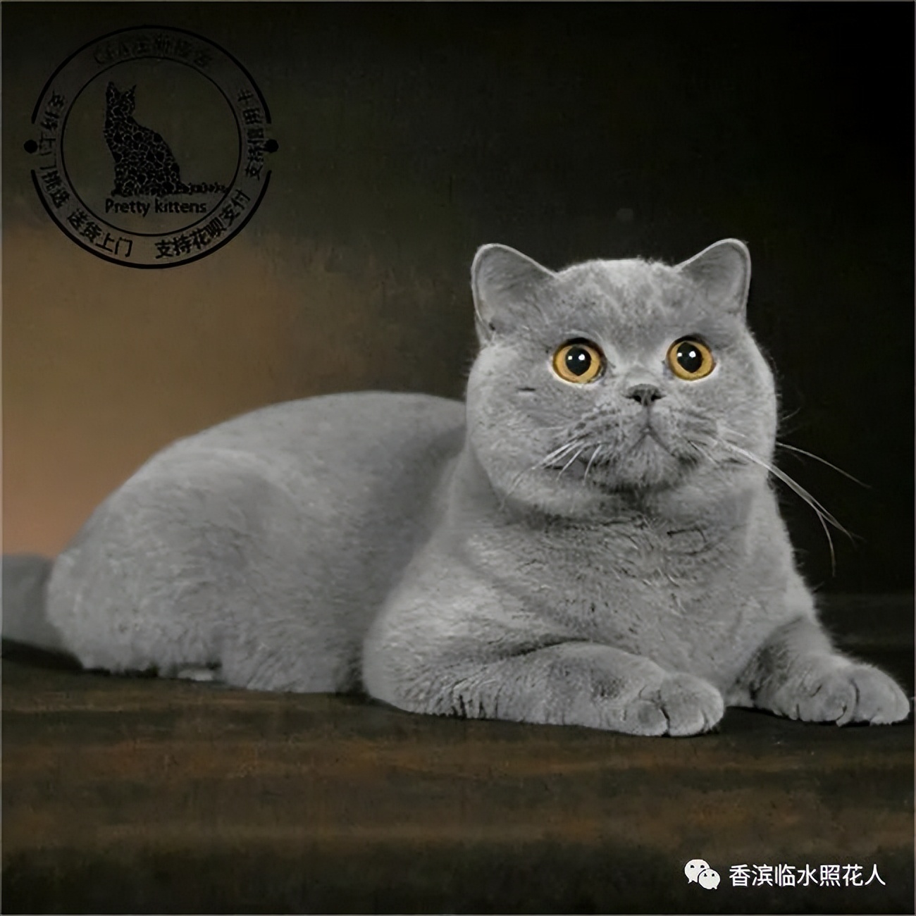 ​「五年级作文“我的心爱之物”」姜奕西《小猫》（二十四）