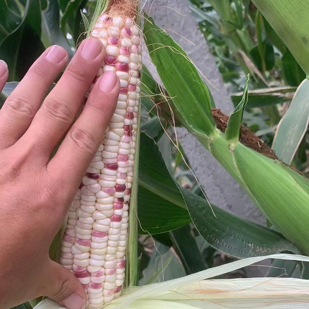 花糯玉米好吃的品种,花糯玉米软糯香甜