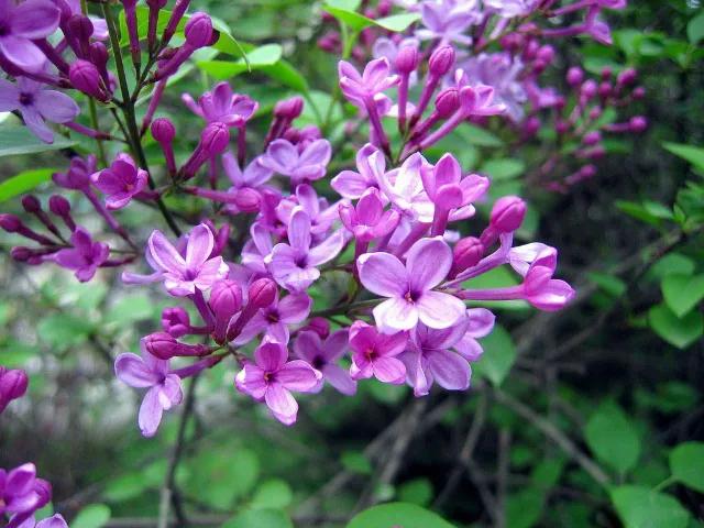 雨中的丁香,雨中的丁香句子