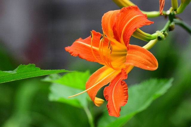 适合懒人在家养的5种花,适合新手养的3种花超级好养