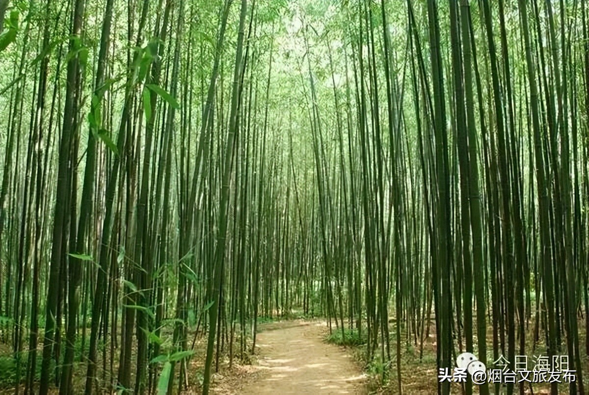 山东海阳十大美丽城市,海阳市全国排名