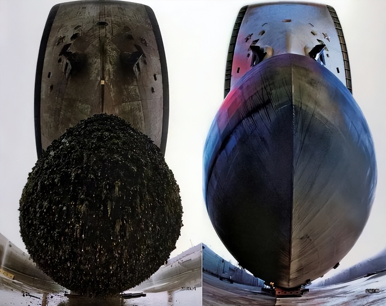 狗中哈士奇土耳其,狗中哈士奇国中土耳出处