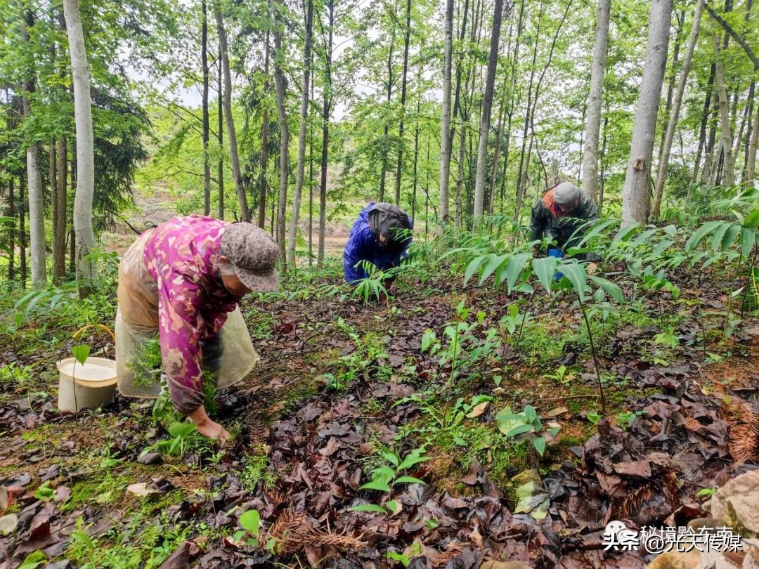 岑巩太子参种植管护忙,贵州岑巩水稻制种管护忙