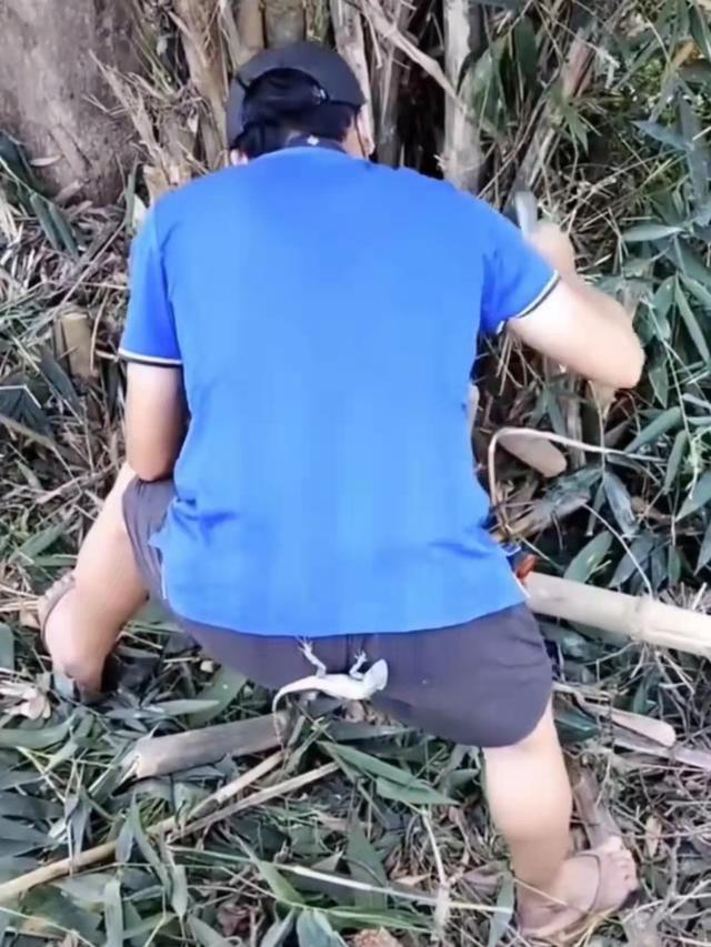男子上山砍竹笋，没想到带了只壁虎回家，邻居感叹：这叫虎虎生威
