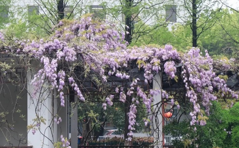南京栖霞区免费游玩景点推荐,南京一百个免费景点