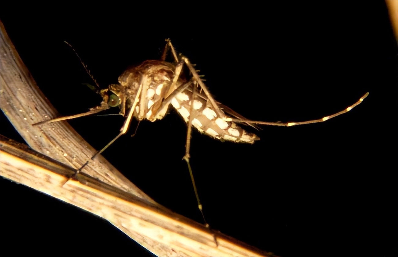 烟台蚊子几月份出现最多,烟台的蚊子有多大