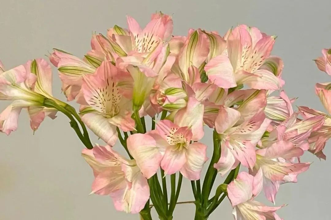 新手必看鲜花养护攻略,鲜花在水里能养几天会死