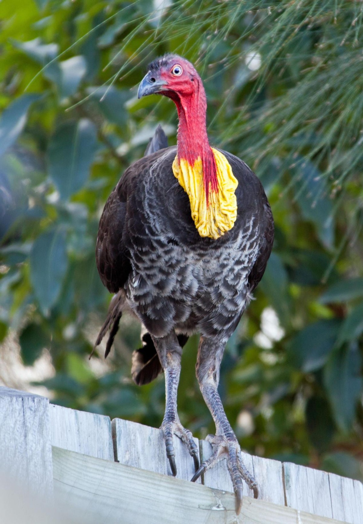 世界上最大鸟巢,世界最大的鸟巢排名