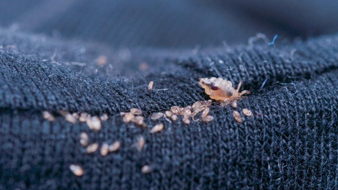 阴虱病怕什么,阴虱可怕吗怎样才能处理干净