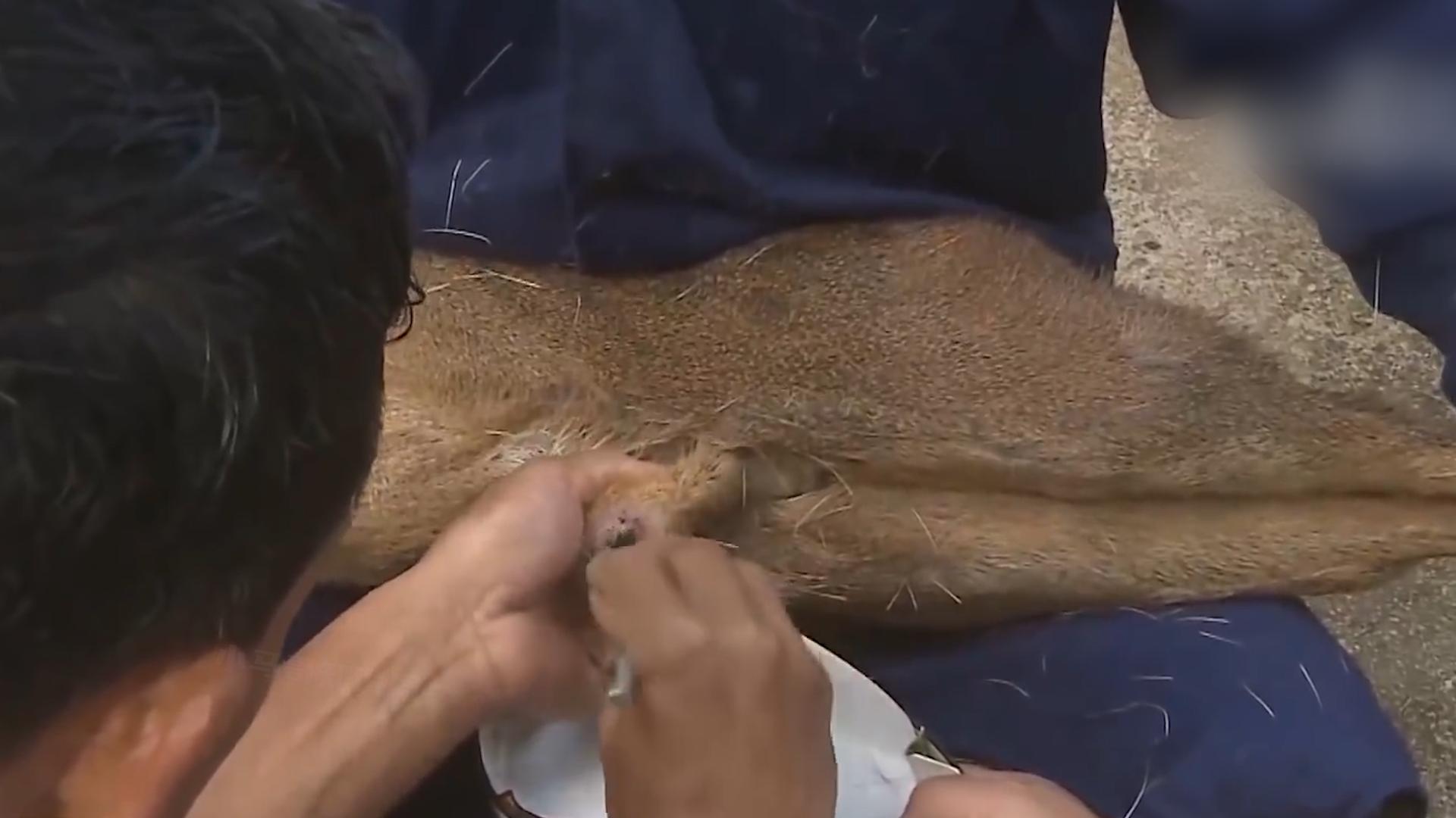 一克400元供不应求，麝香卖那么贵，为什么没几个人养殖？