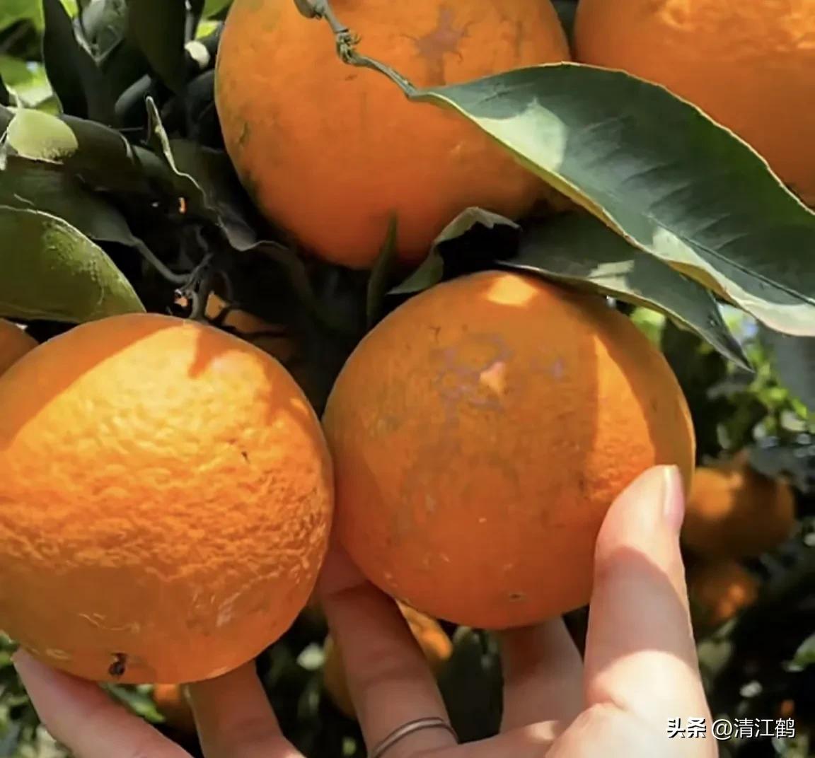 如何防柑橘成熟期低温落果,柑橘返青后怎样脱青