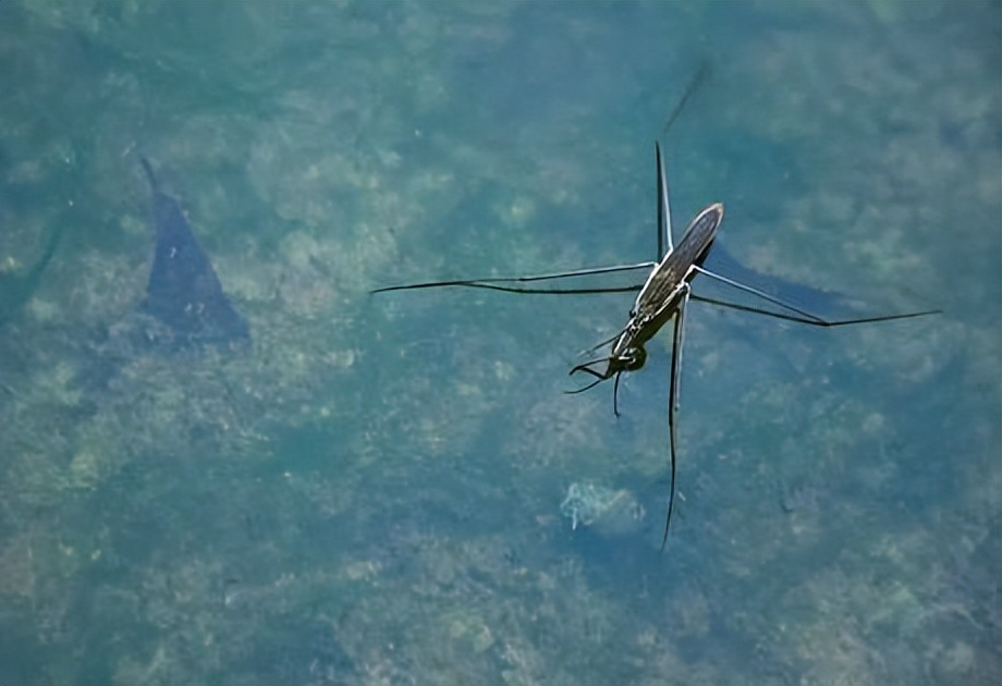 蜻蜓有哪些习性和知识呢,蜻蜓为什么会飞以后就不能下水了