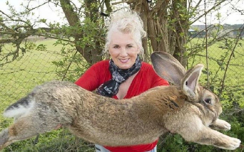 兔子病毒是真的吗,兔子病毒新闻