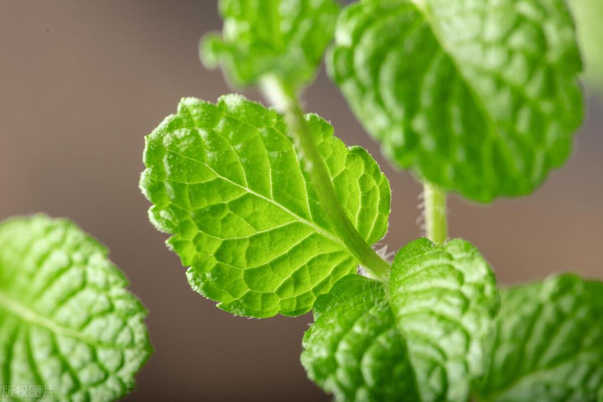 薄荷上长满绿色的小虫子怎么办,薄荷长了好多蚂蚁怎么办
