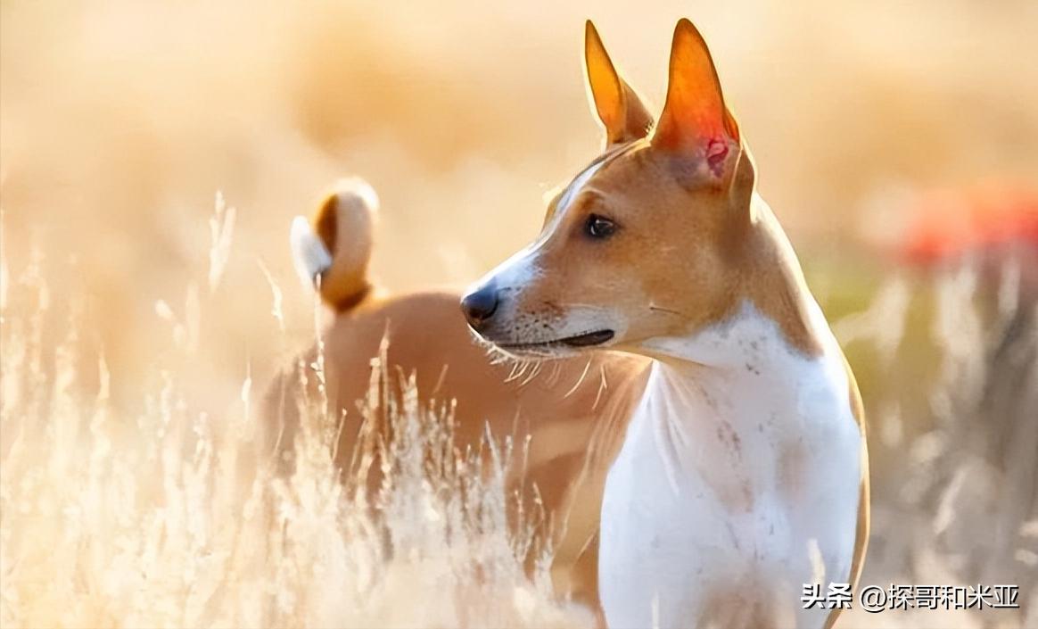 什么狗体味小干净不掉毛,什么狗最干净不掉毛