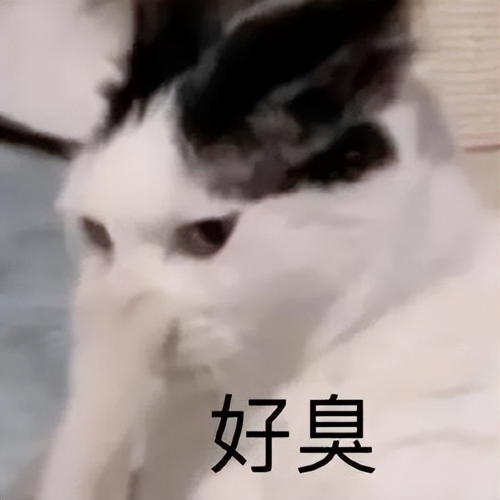 为啥最近猫咪口臭全身都臭的感觉,为什么猫咪口臭还脚臭
