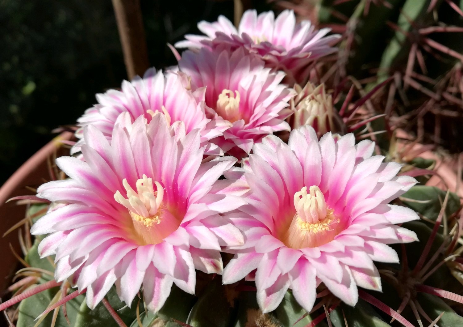 凌波和赤城仙人球多大能开花,赤城仙人球和海王丸仙人球哪个好