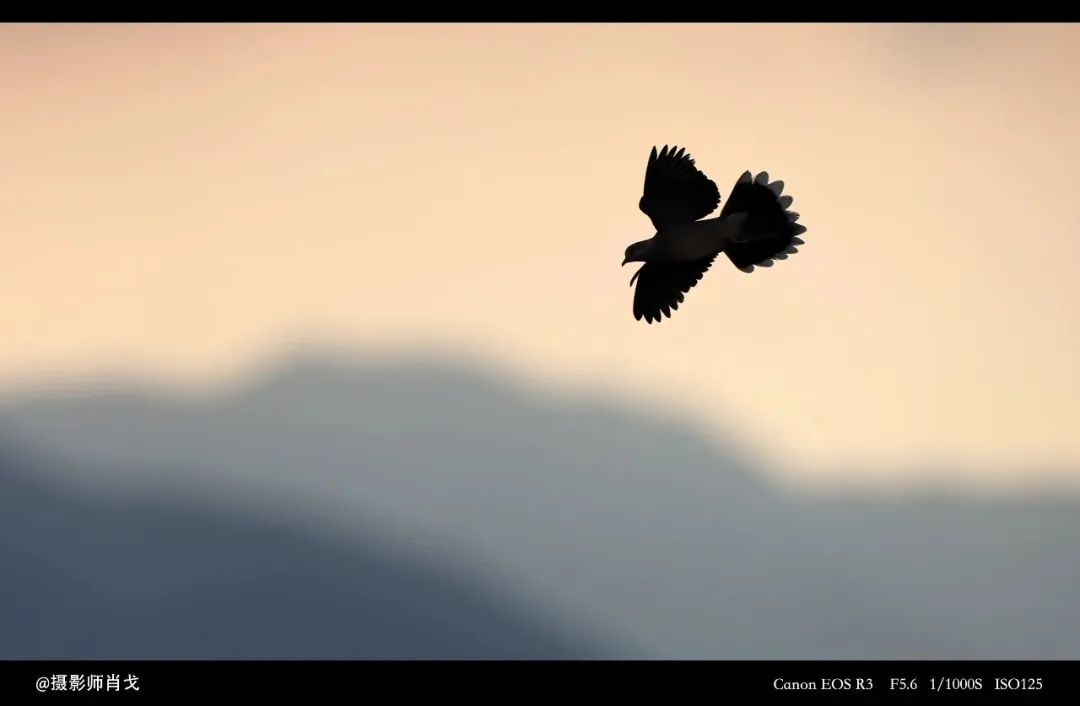 佳能rf800mmf5.6价格,佳能rf800mmf5.6定焦镜头能拍多远