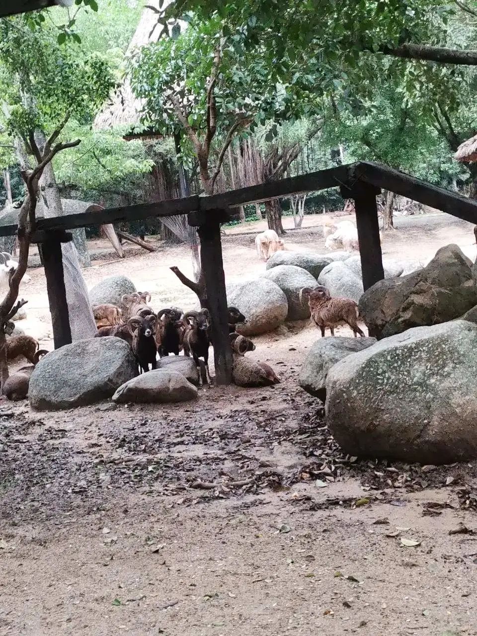 广州长隆野生动物园一日游vlog,广州长隆野生动物世界旅游攻略