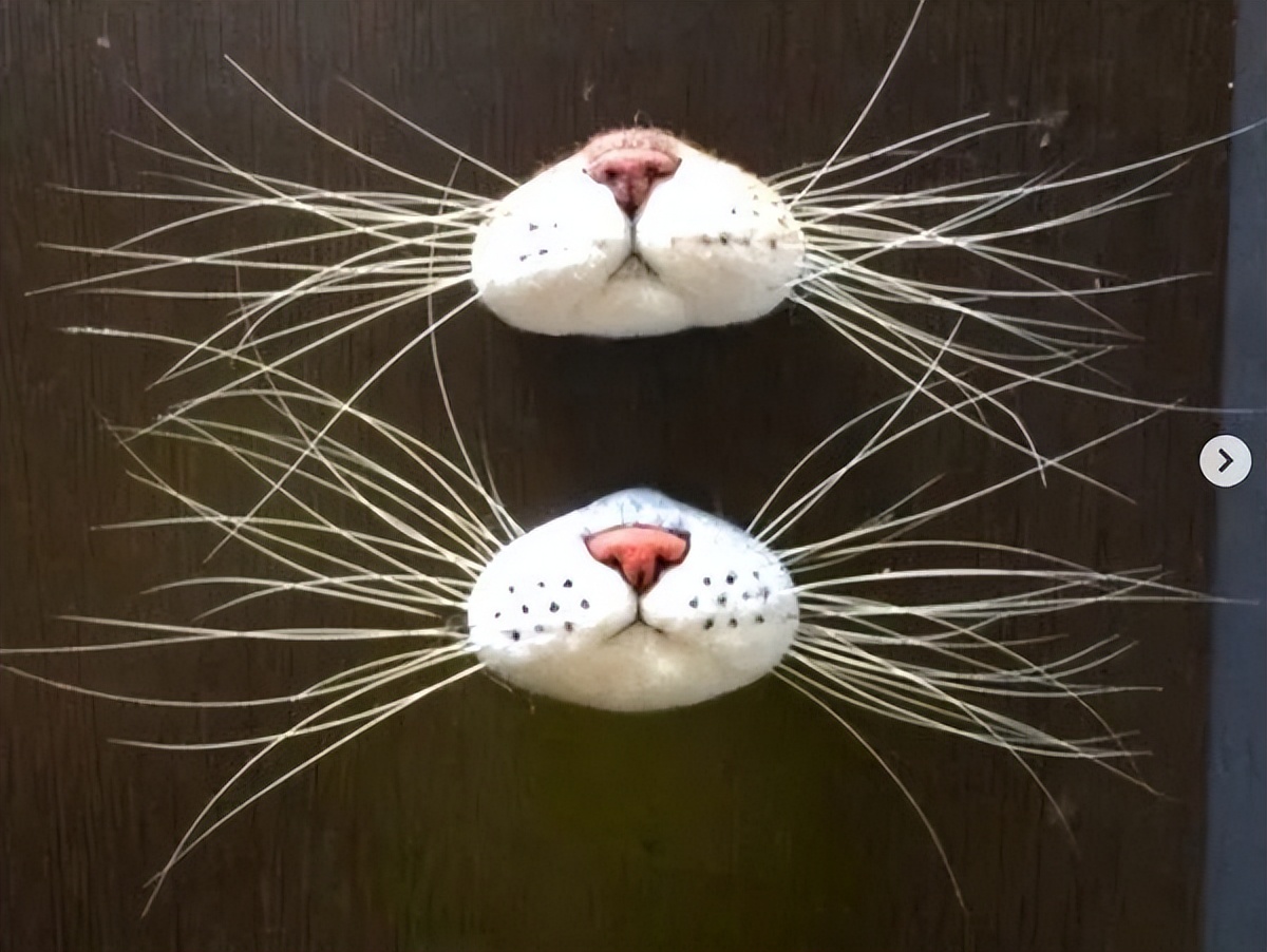 猫咪的胡须可以带来好运,为什么很多人喜欢收集猫咪的胡须