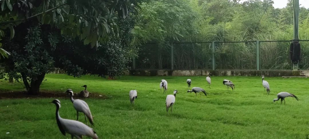 全球学子嘉游赣活动,来大美上饶趣游一夏门票