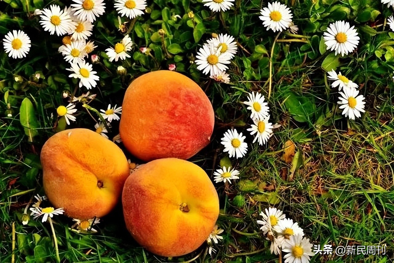 黄桃罐头来自东方的神秘力量,黄桃罐头的神秘力量