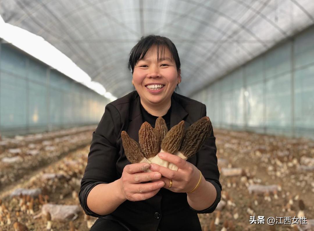 赣鄱巾帼创之创业创新篇丨刘金平:敢为争先拼经济小小羊肚菌撑起“致富伞”