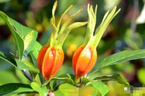 栀子果实泡水喝的功效与作用,栀子果的性味归经及功效