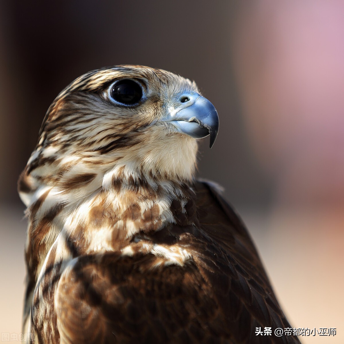 猛禽vs特雷德,2023猛禽和2022款有啥区别