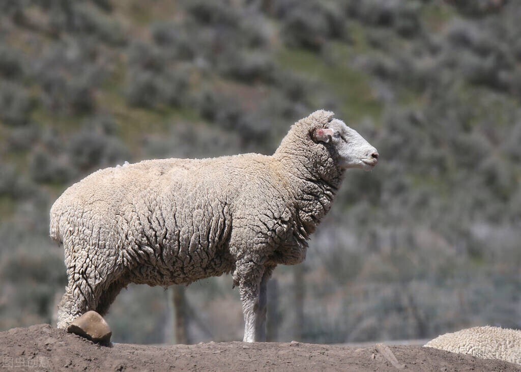 养100只羊一个月能赚多少钱,饲养500只羊一年能赚多少钱