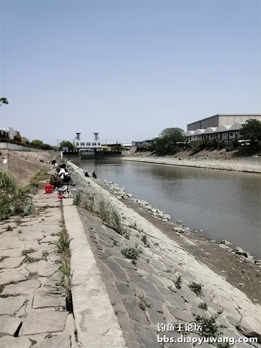 钓鱼王饵野钓破百尾
